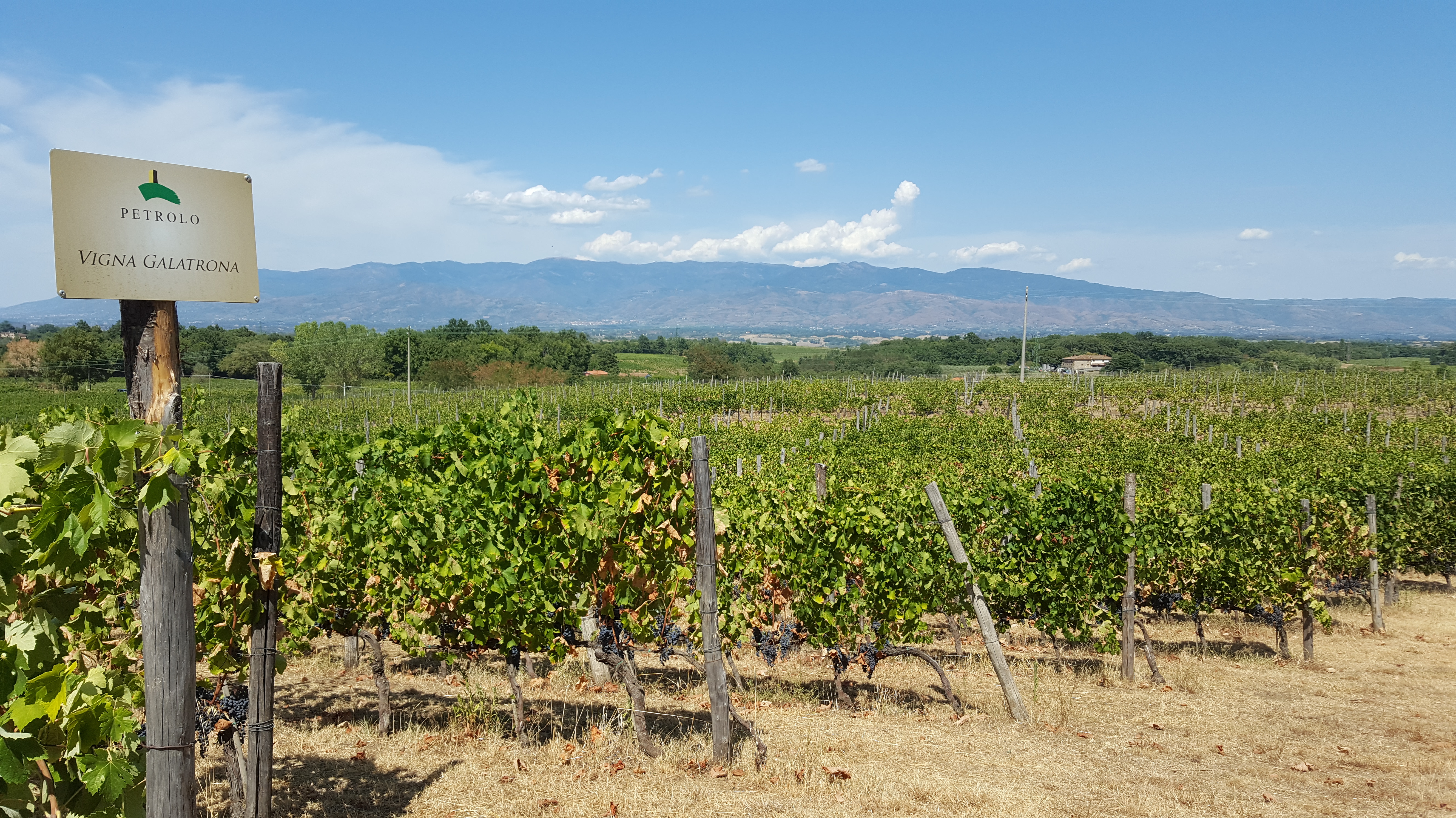 Flasche Galatrona, Fattoria Petrolo